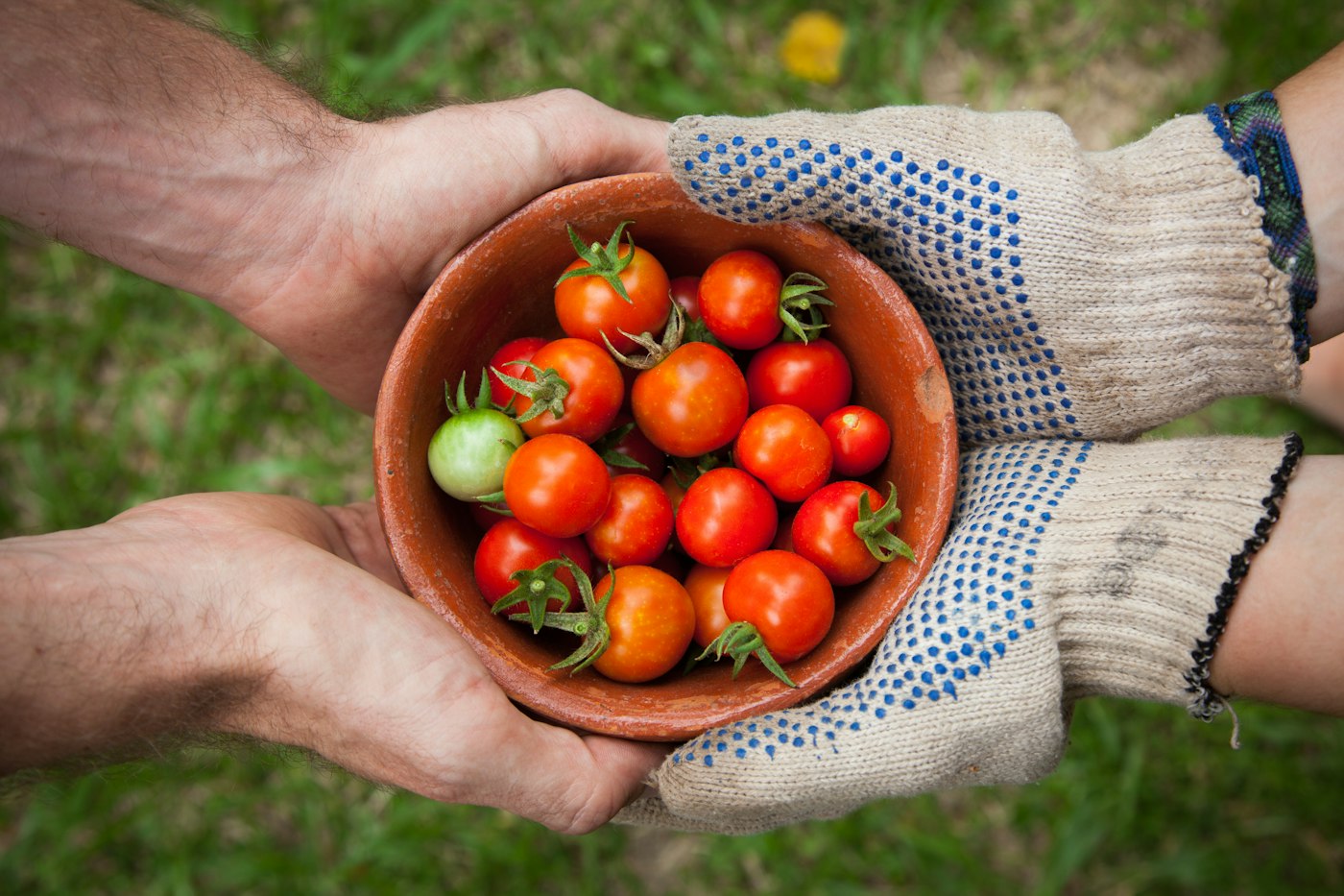 Fresh harvested vegetables crate