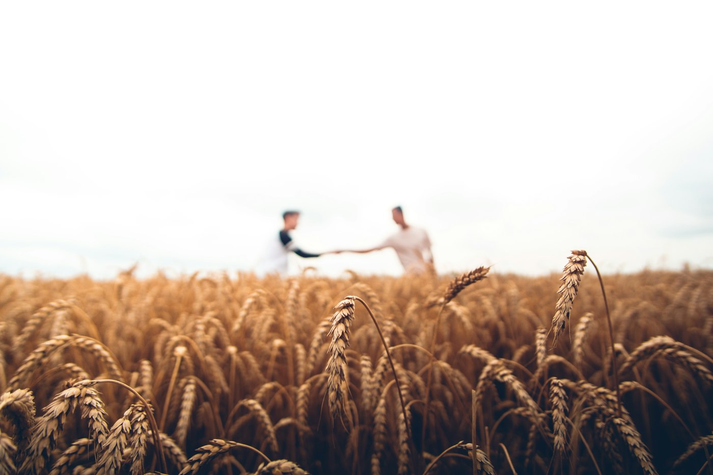 Golden harvest field at sunset homestead
